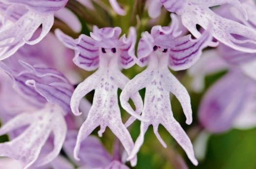 Hoa lan Italica này có hình thù giống người đàn ông hỏa thân nên còn có tên gọi khác là Naked Man. Chúng sinh trưởng chủ yếu ở Địa Trung Hải. Có đủ loại kích thước từ lớn tới nhỏ.